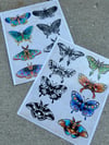 Moth and butterfly prints (8x10)