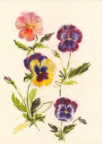 Pansies no. 6