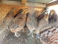 Georgia Giant Bob White Quail Eggs