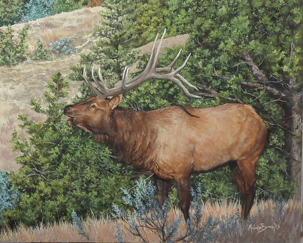 Image of "Elk" 