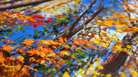 Image 2 of - Take A Hike -