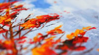 Image 2 of - Autumn Perspective -