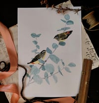 Image 1 of Spotted Pardalotes on Baby Blue Gum 