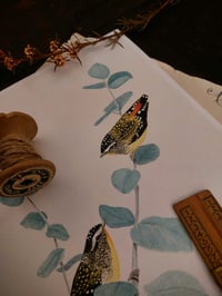 Image 2 of Spotted Pardalotes on Baby Blue Gum 