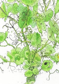 Image 3 of Aristotle - Print