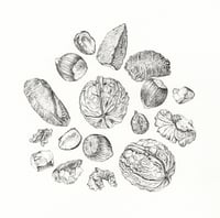 Nuts - (from an original in ink)