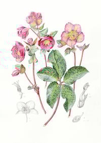Image 1 of Framed A5 Hellebore Print