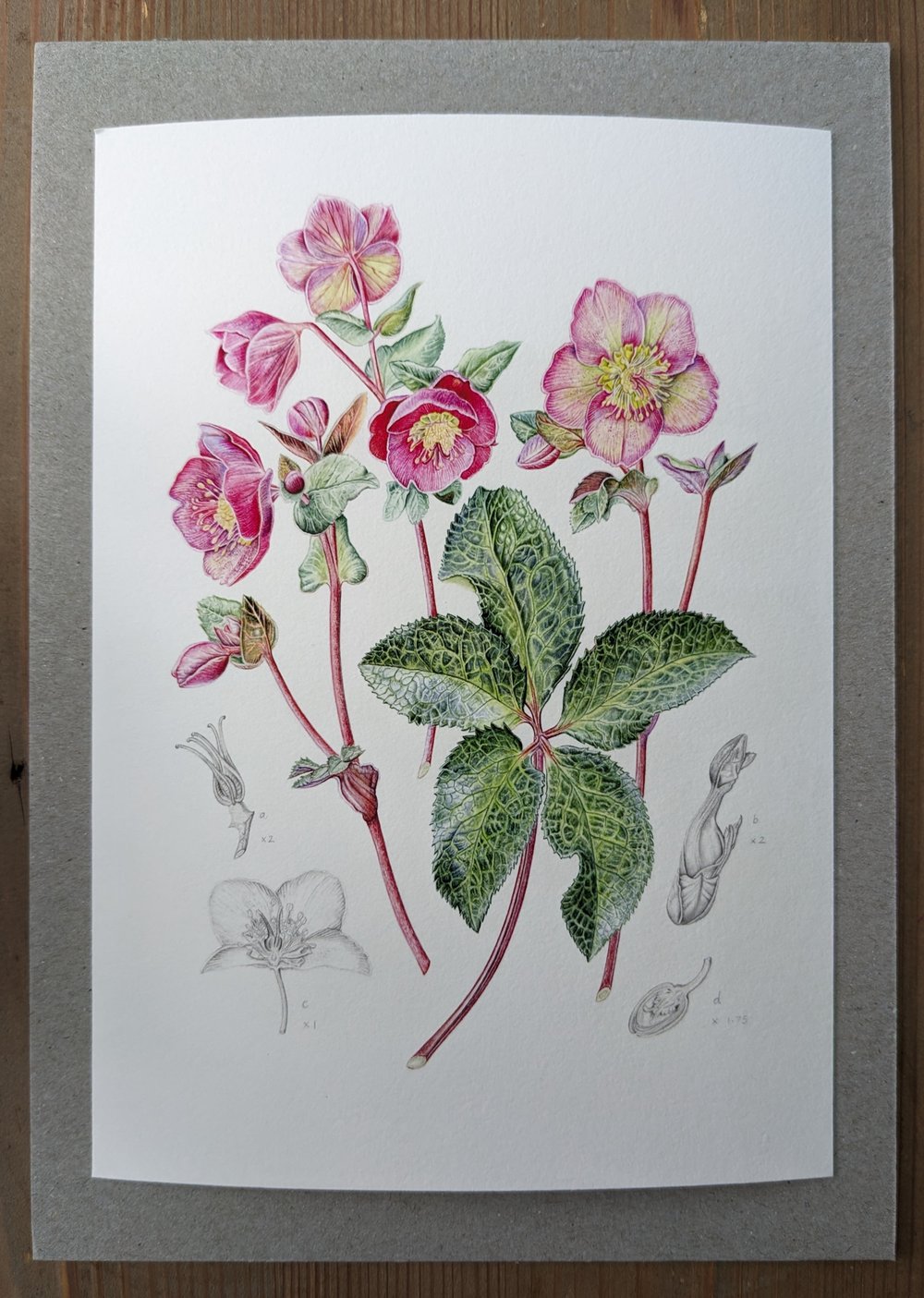 Image of Framed A5 Hellebore Print