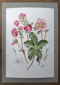 Image 2 of Framed A5 Hellebore Print