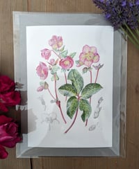 Image 3 of Framed A5 Hellebore Print