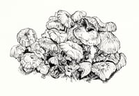 Image 2 of Fungi - Framed / Mounted Options