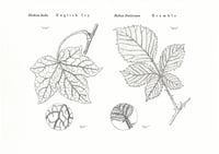 Image 2 of Ivy and Bramble Card