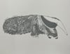 Anteater Print 