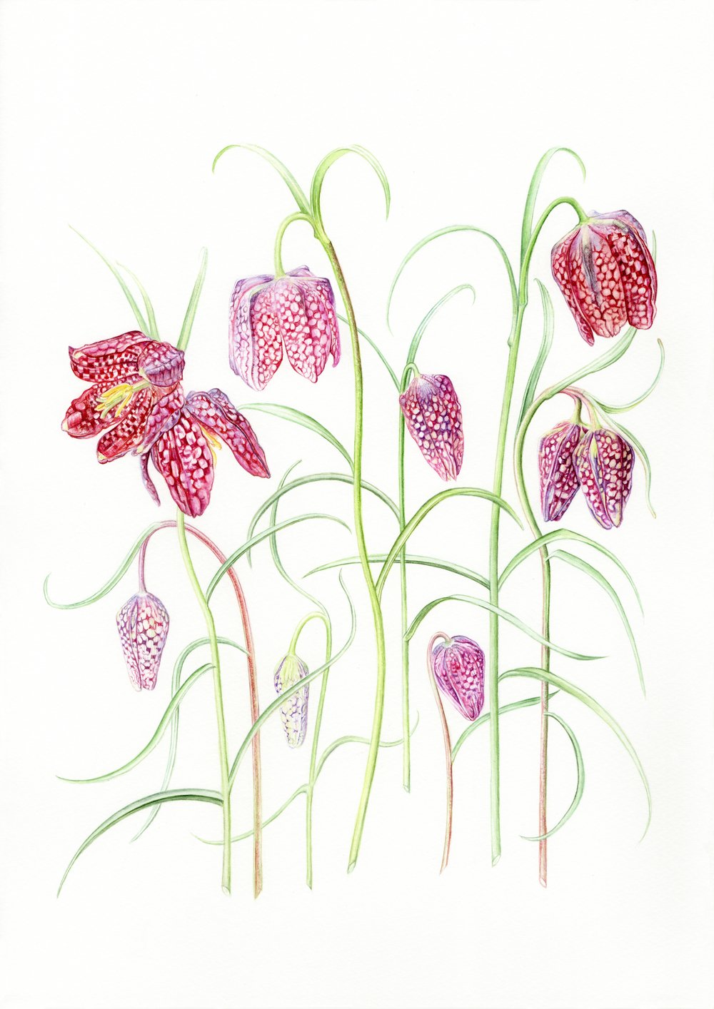 Image of Snakeshead fritillary Giclée PhotoRag A3