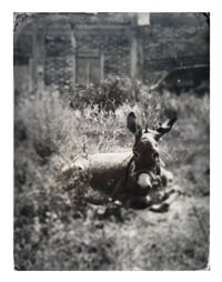 El Burro
