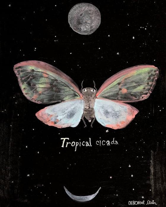 Image of Tropical Cicada