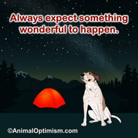 Dog: Always expect something wonderful to happen.