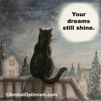 Cat: Your dreams still shine