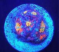 Image 1 of CL INSANE Rainbow Acan