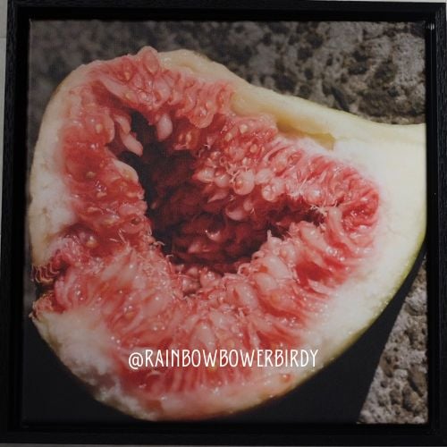 Image of Squishy Figgy