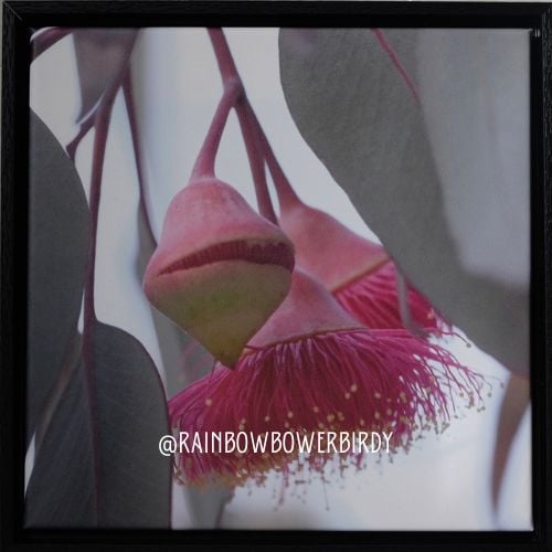 Image of East Brunny Princess