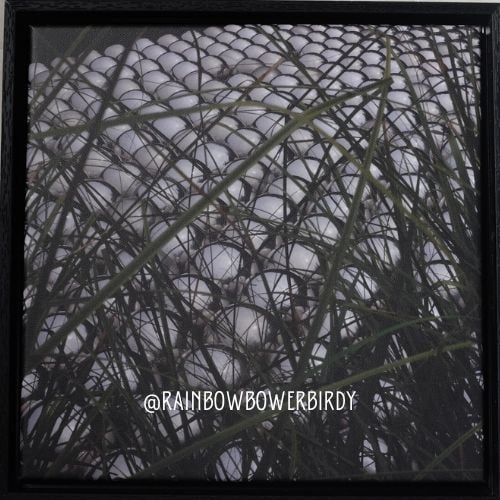 Image of Grassy Narcy