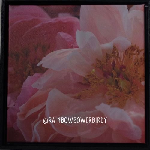 Image of Fiddy Peony