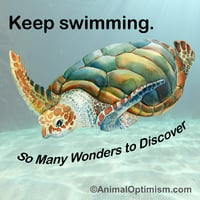 Turtle: Keep swimming. So Many Wonders to Discover.