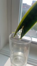 Image 3 of San Sevieria Snake Plant Cutting