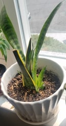 Image 5 of San Sevieria Snake Plant Cutting