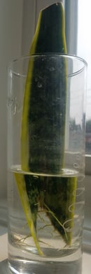 Image 4 of San Sevieria Snake Plant Cutting