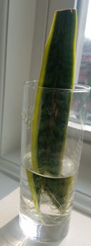 Image 1 of San Sevieria Snake Plant Cutting