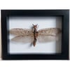 Framed - Dobsonfly (female)