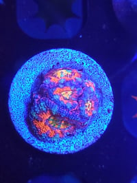 Image 2 of CL INSANE Rainbow Acan