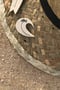 Image of Palmeras Pin – Wave