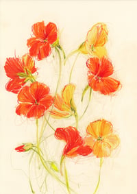 Nasturtiums no. 6