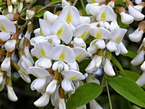 Image of ACAI BLOSSOM