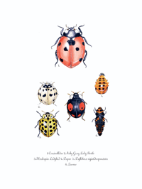 Image 5 of Ladybug Life Cycle Watercolor Illustration PRINT 