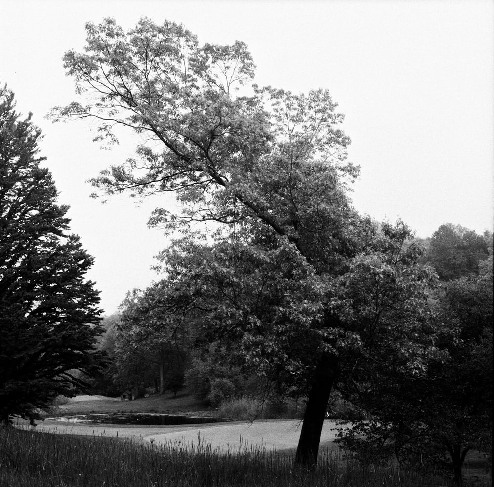 Image of Tree Lean (Print)