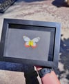 Jezebel Butterfly