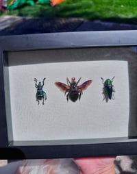 1 Bee & 2 Beetles