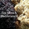 Sea Moss plus Bladderwrack &amp; Burdock Capsules