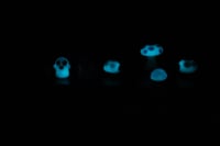 Image 5 of Glow in The Dark  -  Tiny Turtles