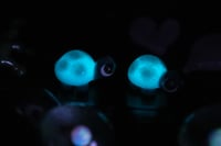 Image 4 of Glow in The Dark  -  Tiny Turtles