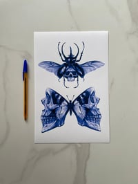 Skull Beetle and Butterfly