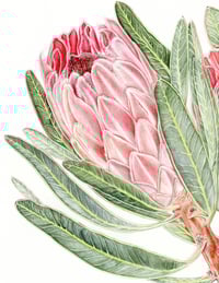 Image 2 of Protea neriifolia ‘Pink Ice’