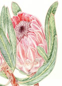 Protea neriifolia ‘Pink Ice’