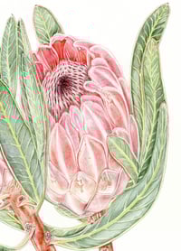 Image 3 of Protea neriifolia ‘Pink Ice’