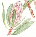 Protea neriifolia ‘Pink Ice’