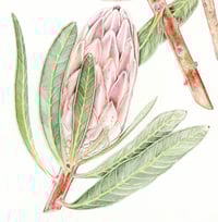 Image 4 of Protea neriifolia ‘Pink Ice’